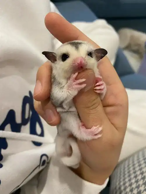 马赛克蜜袋鼯宝宝