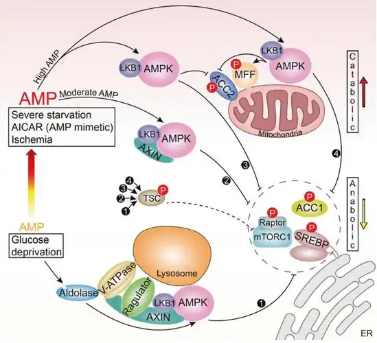 cell res封面丨 林圣彩团队全景式展示ampk时空调控图谱
