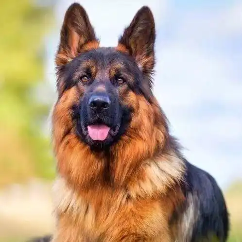 德牧幼犬纯种德国牧羊犬警犬狼狗大型犬看家护院犬