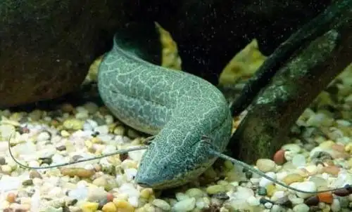 海洋中的巨无霸含肺鱼体长8米重达2吨一口吞下鲨鱼2