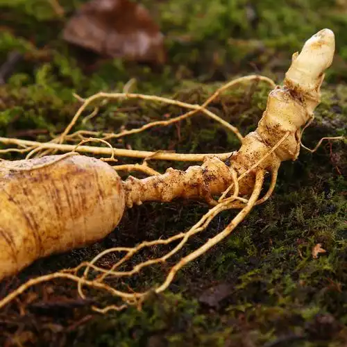 安图人参的做法(安图县人参批发市场)