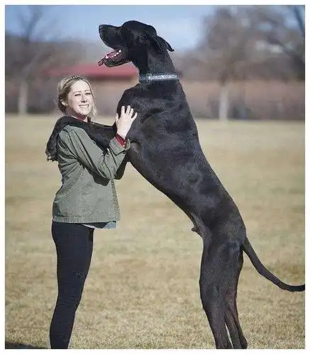 大丹犬属于什么犬种