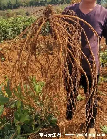 野生中药五指毛桃图片大全果实像毛桃叶子像手掌适合煲汤