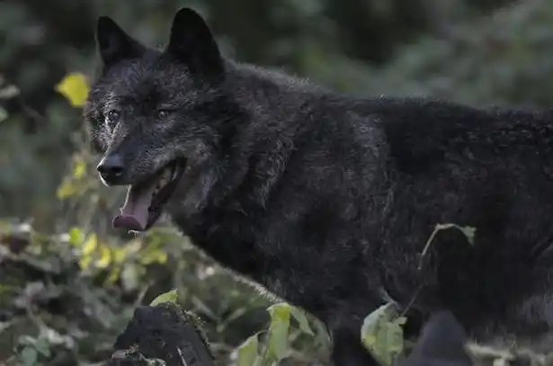 eastern canadian red wolf