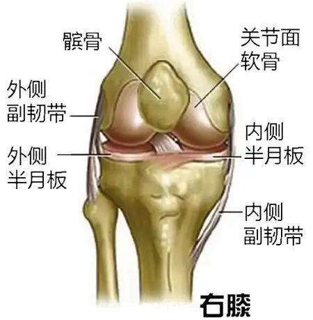 请问髌骨组织是指哪里?