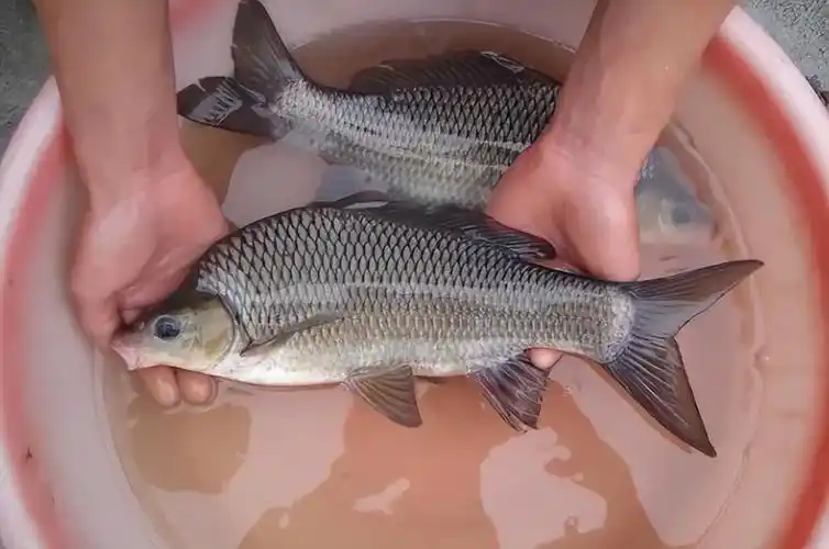 这种黑鲤鱼叫"岩原鲤",若捕捞到请放生:吃不得也钓不得