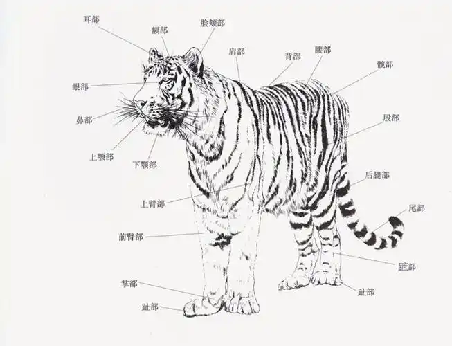 【国画教程】写意老虎《临风长啸》画法步骤