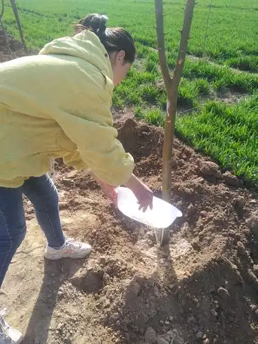 3月12日,青荷办白庄小学的学生去三合村帮助村民义务植树. - 美篇
