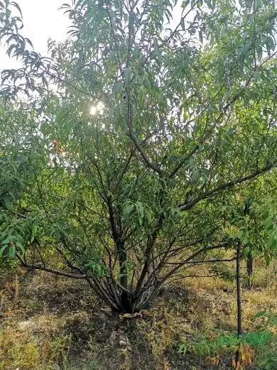 山桃图片丛生山桃山桃基地精品山桃