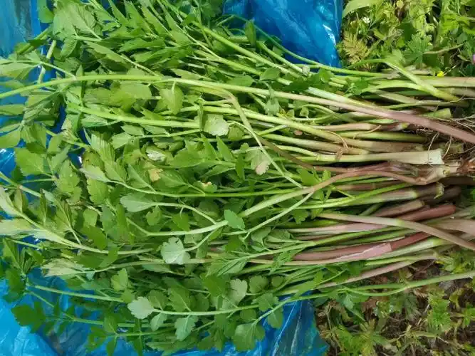 宁波露营发现和求证野生水芹菜的真假