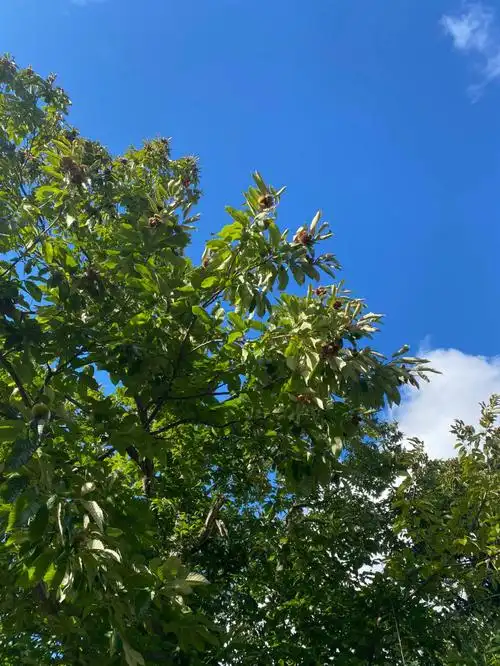 在一户豪宅前面有一棵很大的板栗树,栗子掉了一地