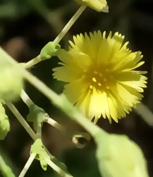 手机拍——生菜花