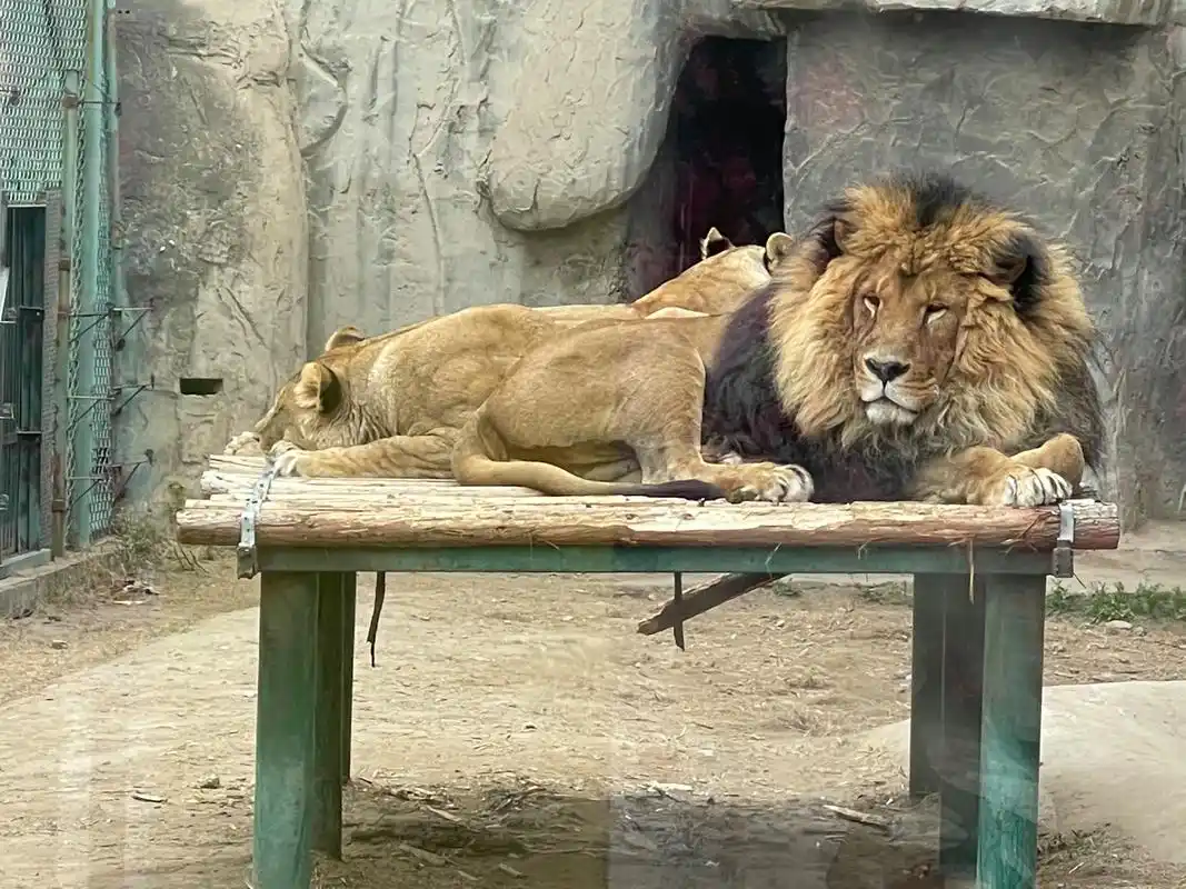 趁着春光明媚,来动物园赴一场桃花之约吧-大象网