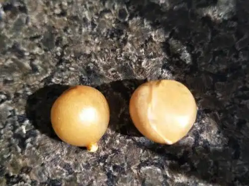 君子兰果实结子率低?一个果实收获十粒种子时,播种繁殖速度更快