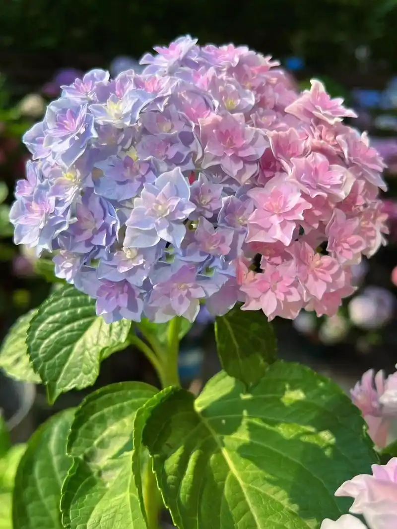 绣球牵牛星,养花人必入的品种～梦幻又浪漫 2019年上市的日本新品种