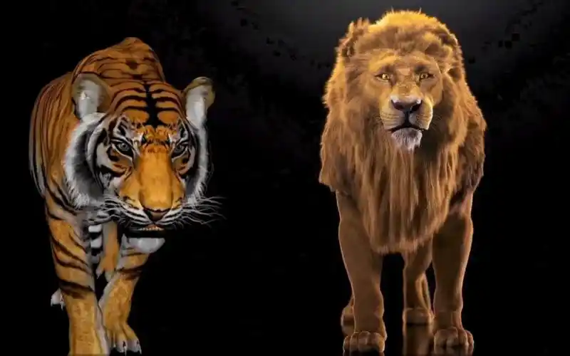 3d 老虎&狮子 吼声音效感受百兽之王的魅力!