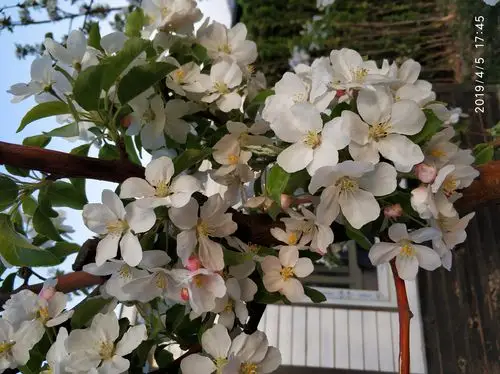 这是黛玉所吟咏的白海棠么?