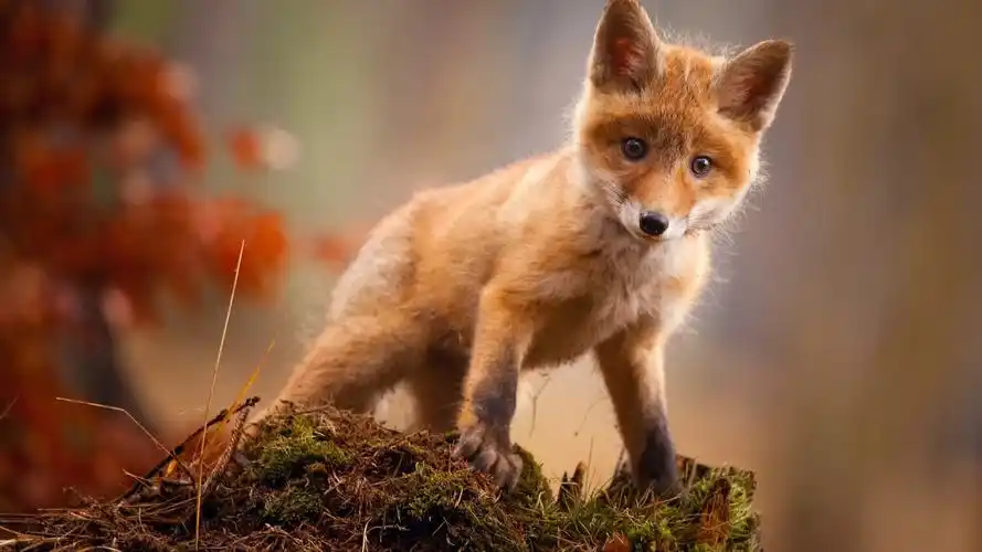 狐狸图片高清电脑桌面壁纸高清大图预览1920x1200_动物壁纸下载_美桌