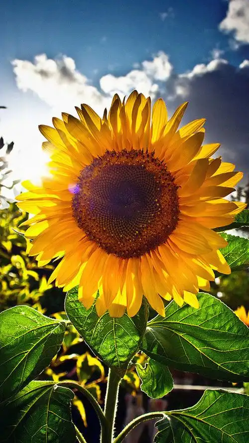 唯美向日葵高清图片手机壁纸