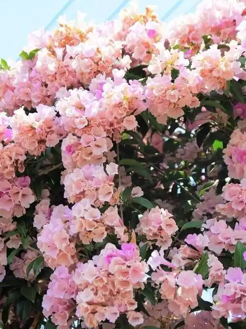 壁纸 花 桌面 576_768 竖版 竖屏 手机