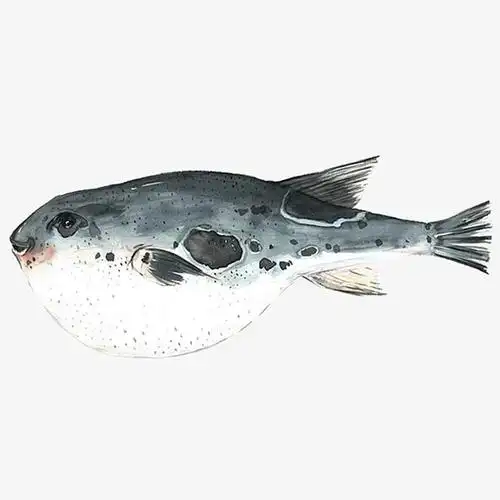 艺术范ppt模板免费领取素材分类: 绘画艺术所需点数:0点水彩河豚,淡