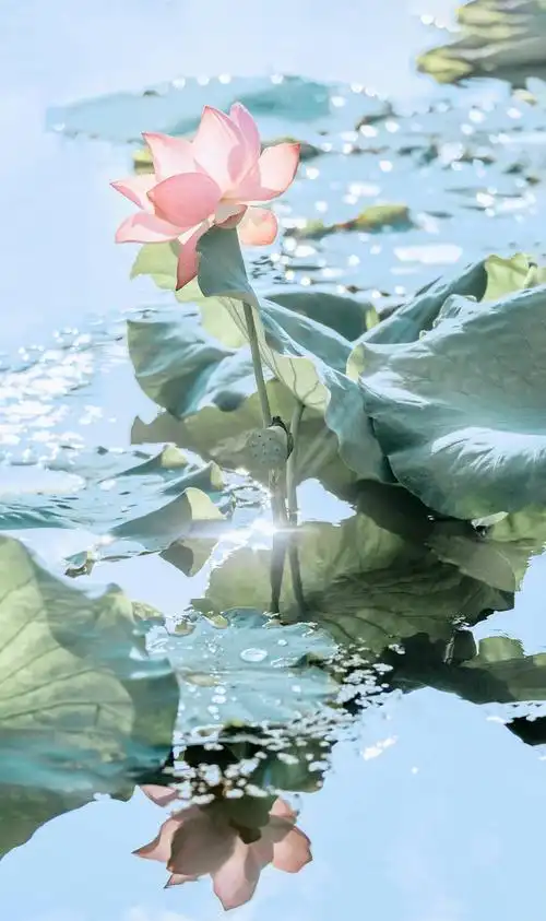 夏天池塘里的荷花荷叶