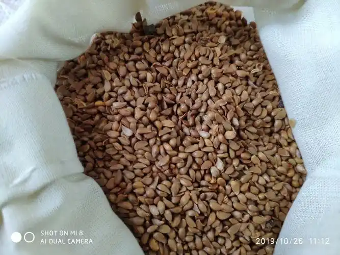 甜茶种子平邑甜茶种子批发零售2019年新种子