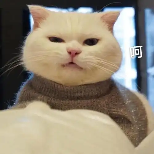 萌宠表情包人家就要跟你撒娇嘛