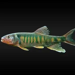 活体原生观赏鱼图鉴书 特色原生鱼种类介绍书籍淡水鱼野生鱼