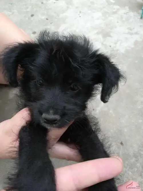 昨天17:17 黑色泰迪串串公狗一只 免费领养