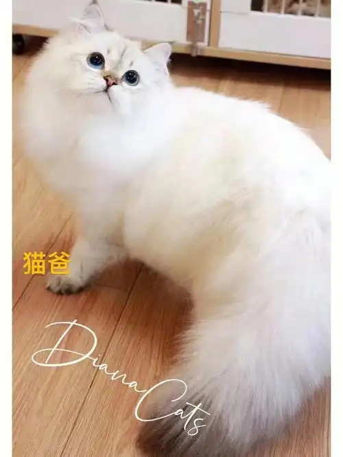 父母可见妈妈是拿破仑爸爸是长毛金点普通金吉拉的价格出售 现在可以