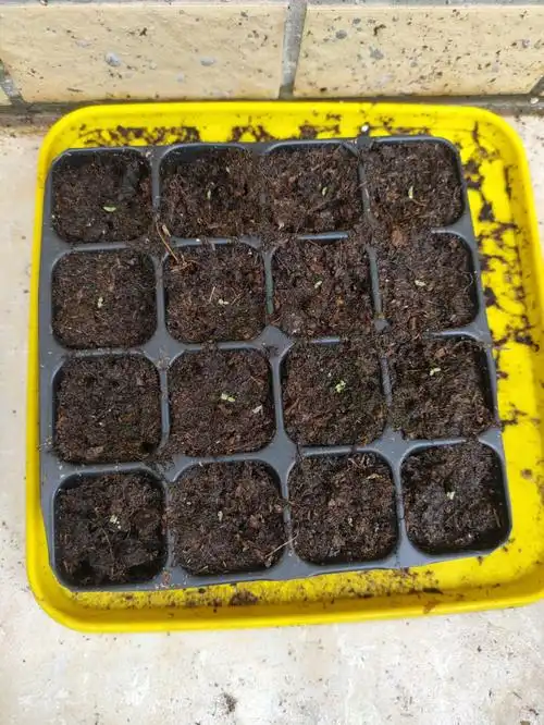 洋桔梗播种  #洋桔梗种植  #大概播种了差不多两个星期,发芽率焊哌