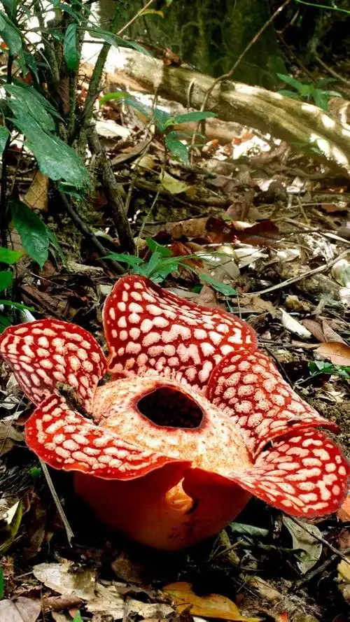 可怕食人花大王花