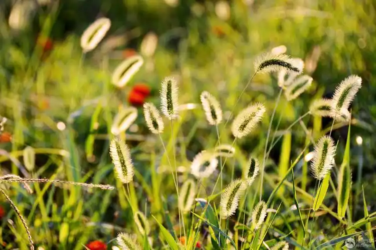 阳光下的小草