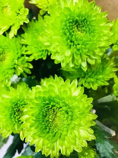 今日份花花草草2之绿色花