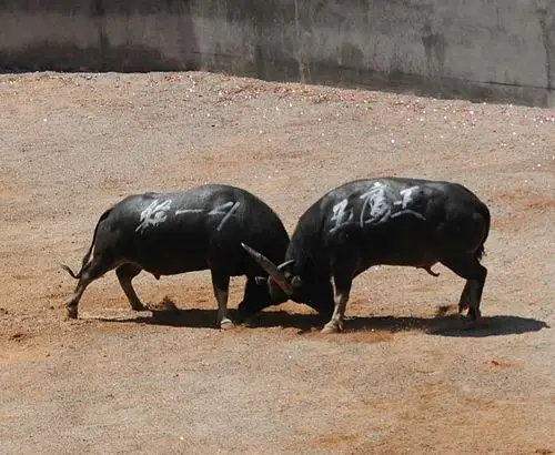 贵州凯里--东方牛王争霸赛