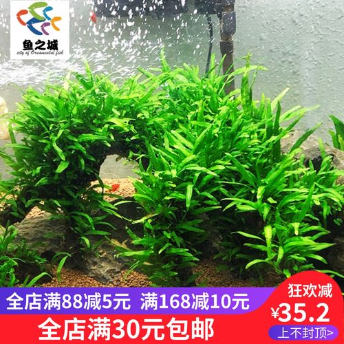 鱼之城迷你铁皇冠木细叶铁皇冠造景耐养活好打理鱼缸造景观赏沉木
