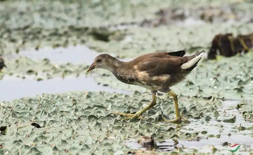 170909小黑水鸡向老师们学习问好