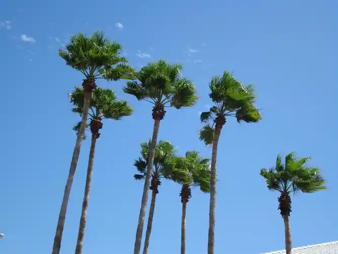 palm trees