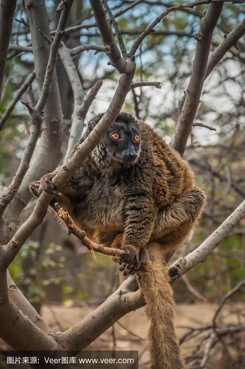 大竹狐猴正在树上休息
