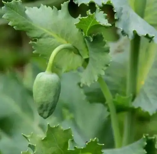虞美人的叶子 而罂粟花的叶子又厚又宽,大致长7-25cm,还有锯齿分布
