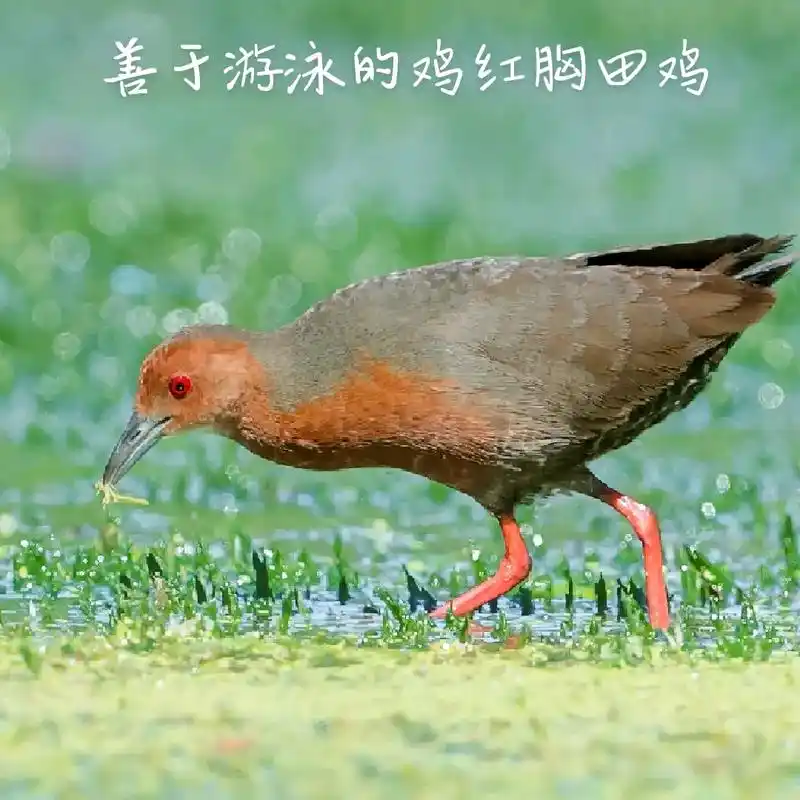 红胸田鸡小型涉禽分布较广 列入国家"三有"保护野生动物,《世 - 抖音