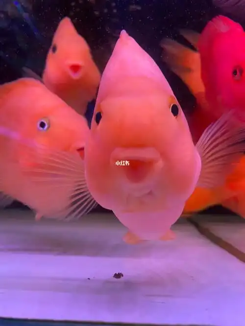嘟嘟嘴的鹦鹉鱼可可爱爱
