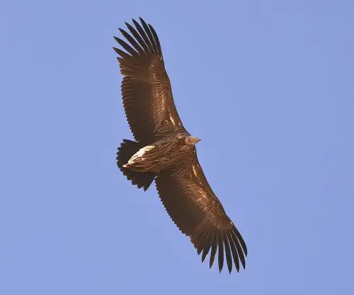 高原神鹰!2020年10月18日拍摄于青藏高原.