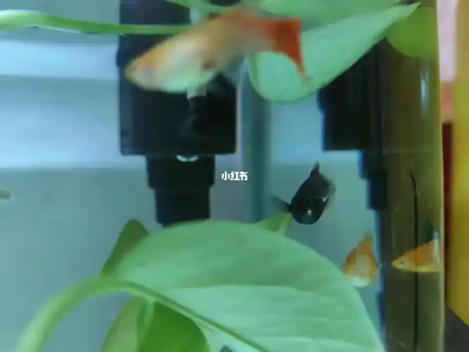 买了两周的玛丽鱼,肛门有点突出来了,是快生了吗#新手养鱼  #玛丽鱼