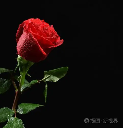 照片与水湿一朵红玫瑰滴眼液对黑
