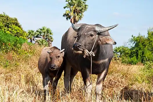 亚洲,水牛,泰国