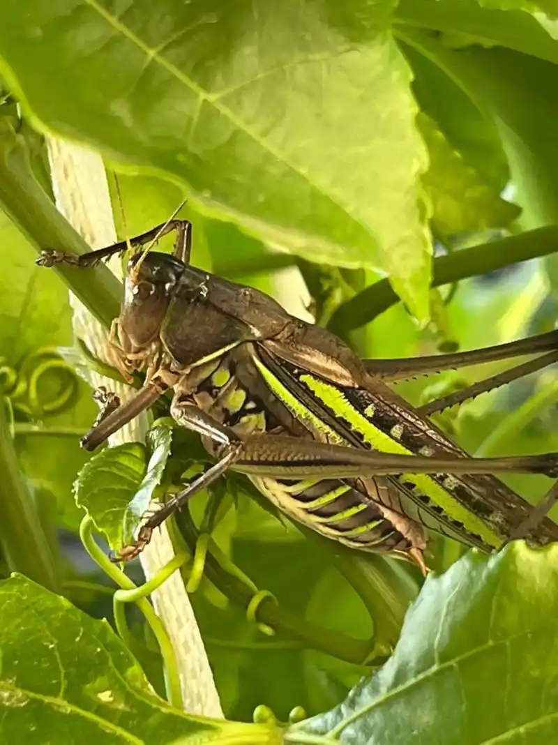 发一张你被点赞最多的照片 #小蝈蝈跑到百香果上面了!我不打 - 抖音
