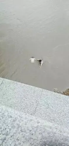 这位哈尔滨小哥哥的施救方案,完美