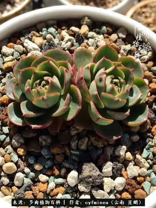 超强多肉对比图有一种蜕变叫脱胎换骨